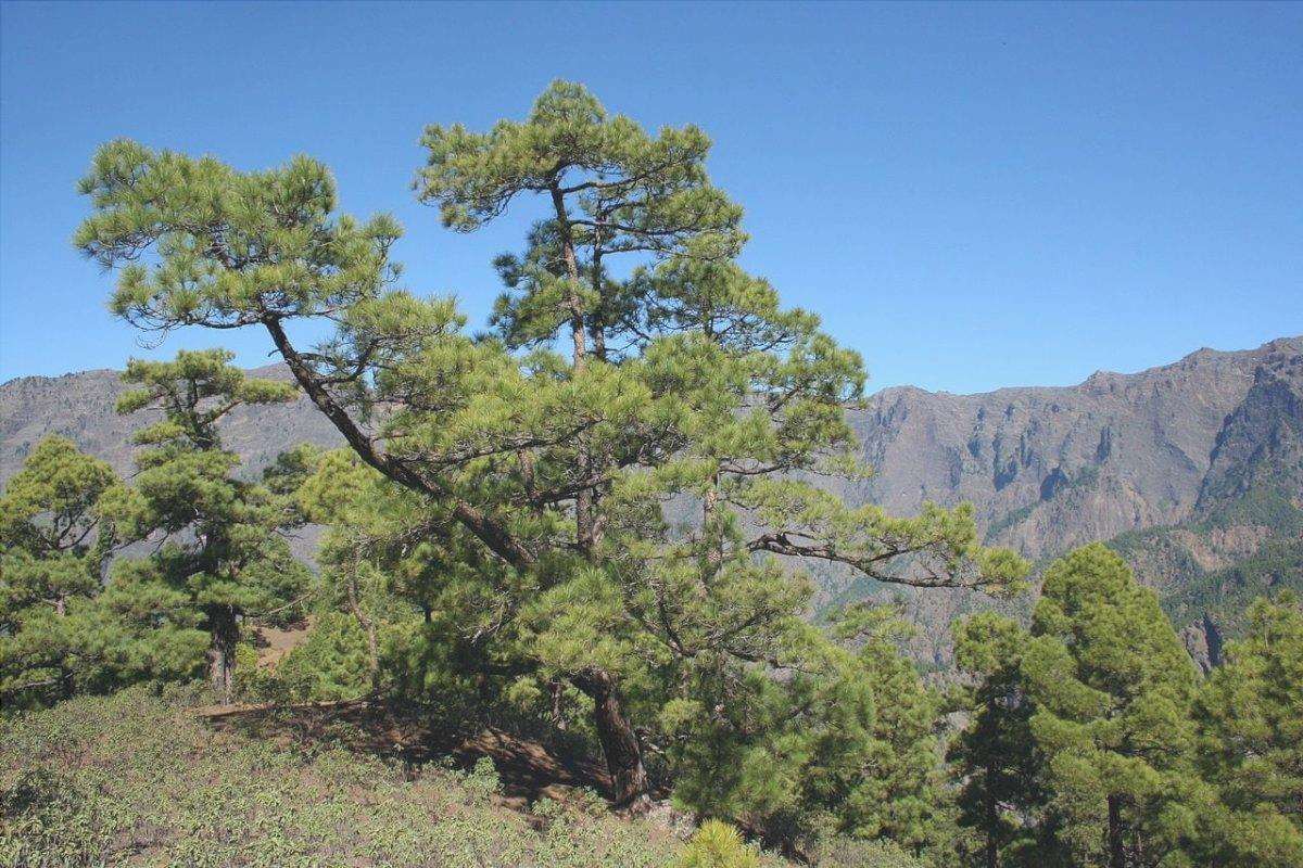 Vista del Pinus canariensis