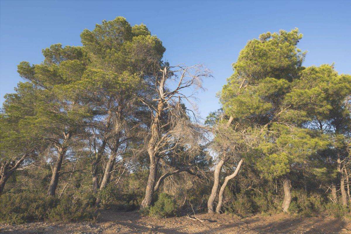Pinus halepensis, un tipo di pino