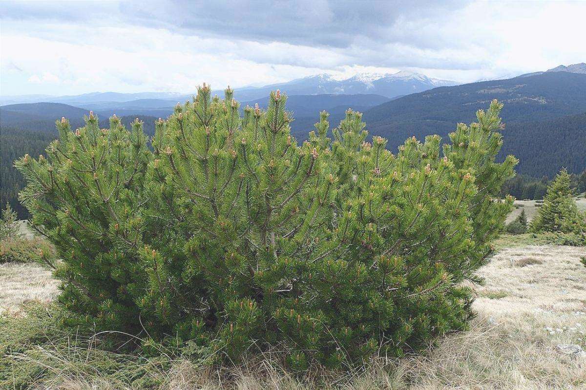 Pinus mugo è un tipo di pino di montagna.