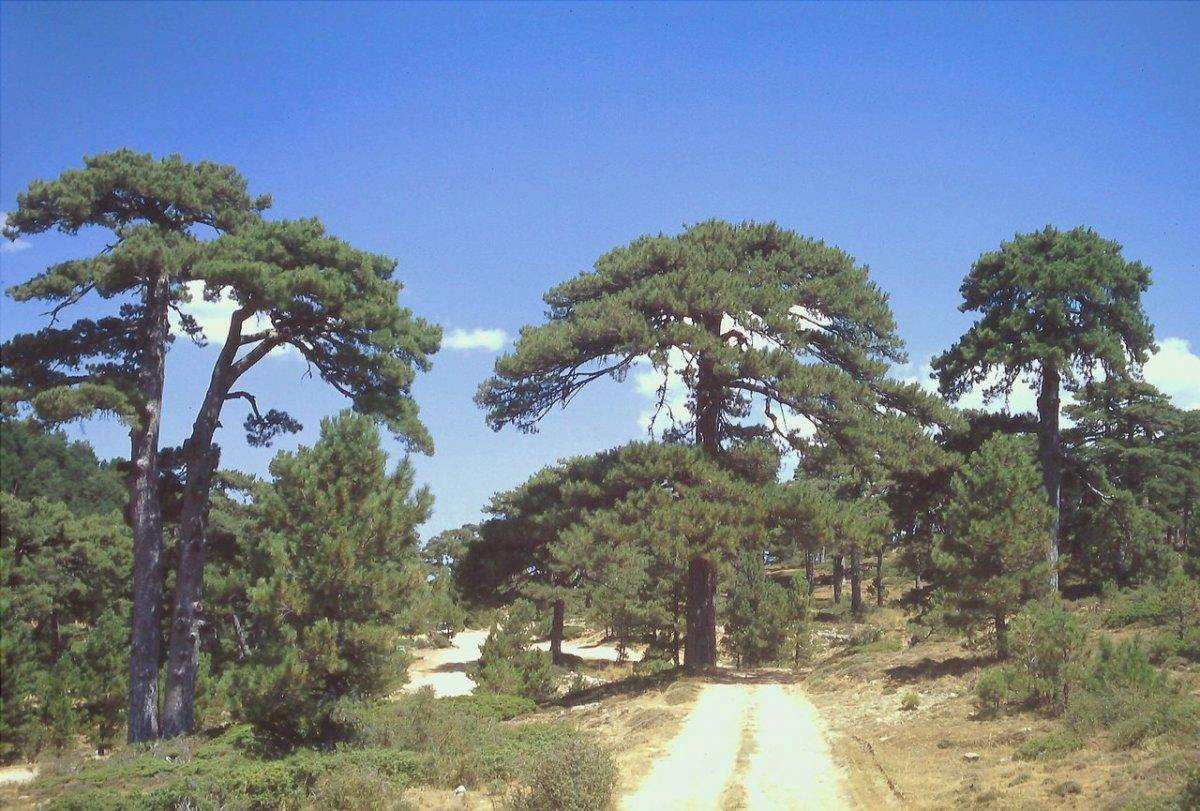 Pinus nigra è una conifera a crescita rapida
