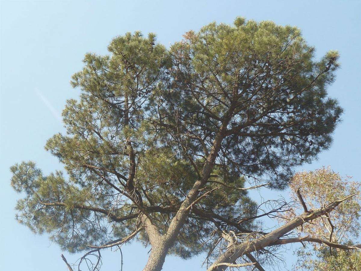 Pinus pinaster è una varietà di pino.