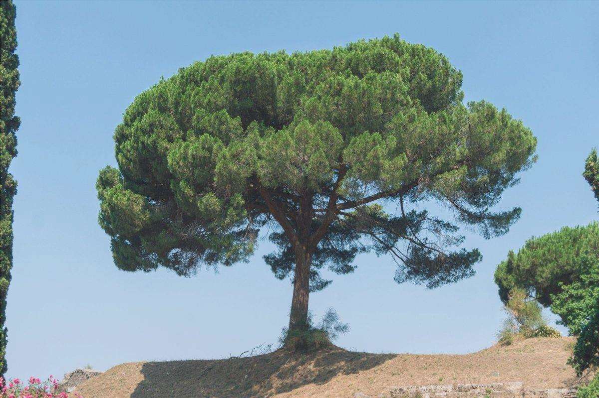 Pinus pinea, il pino cembro