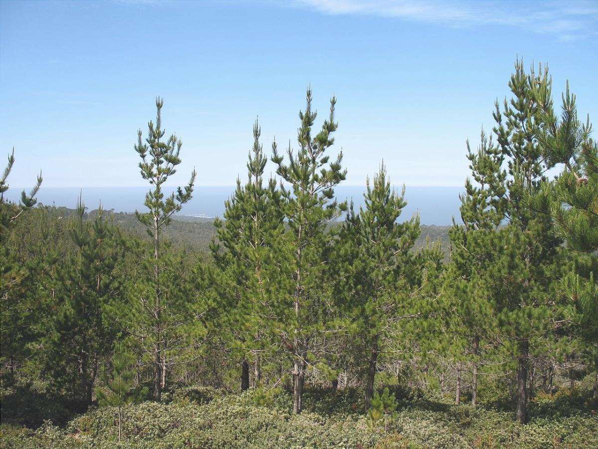 Ci sono molti tipi di pini, tra cui Pinus radiata.
