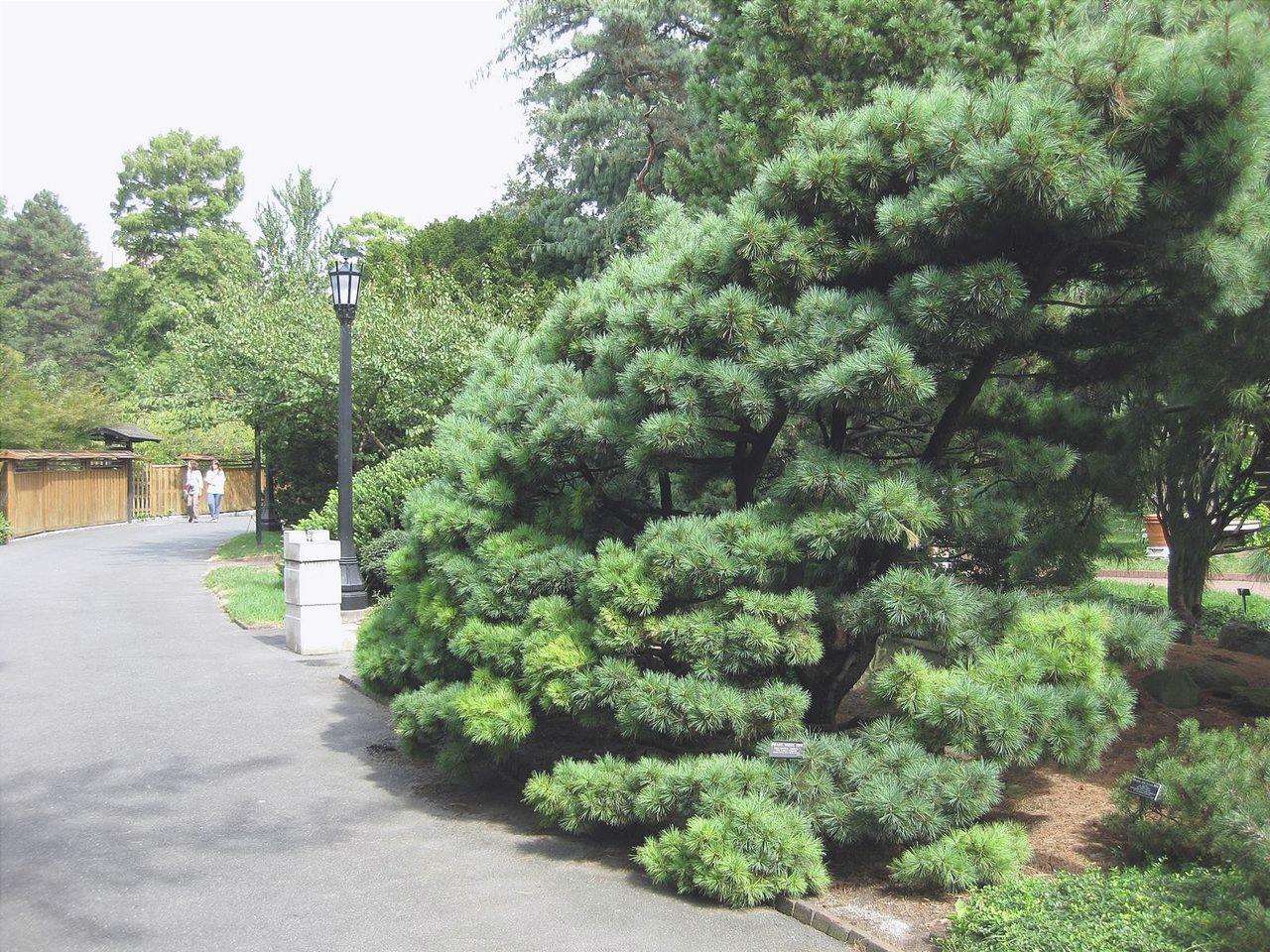 Pinus strobus è un tipo di pino dell'Asia.