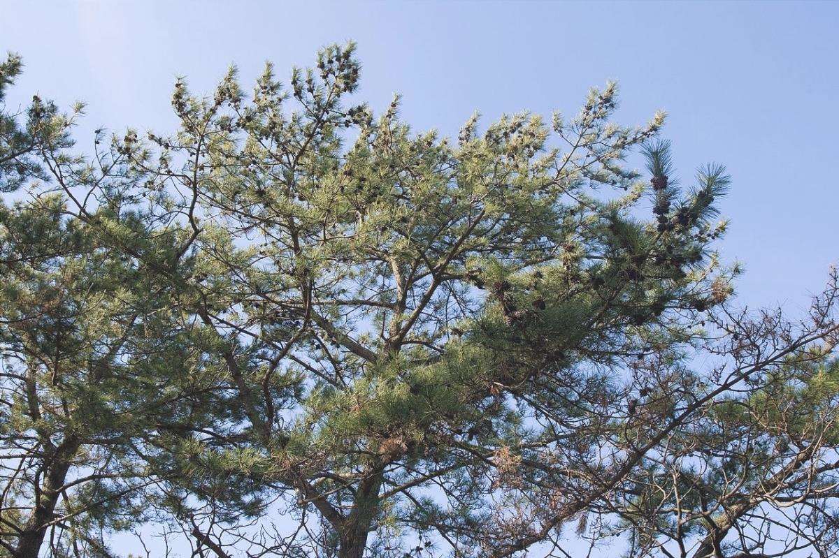 Pinus thunbergii è un tipo di pino dell'Asia.