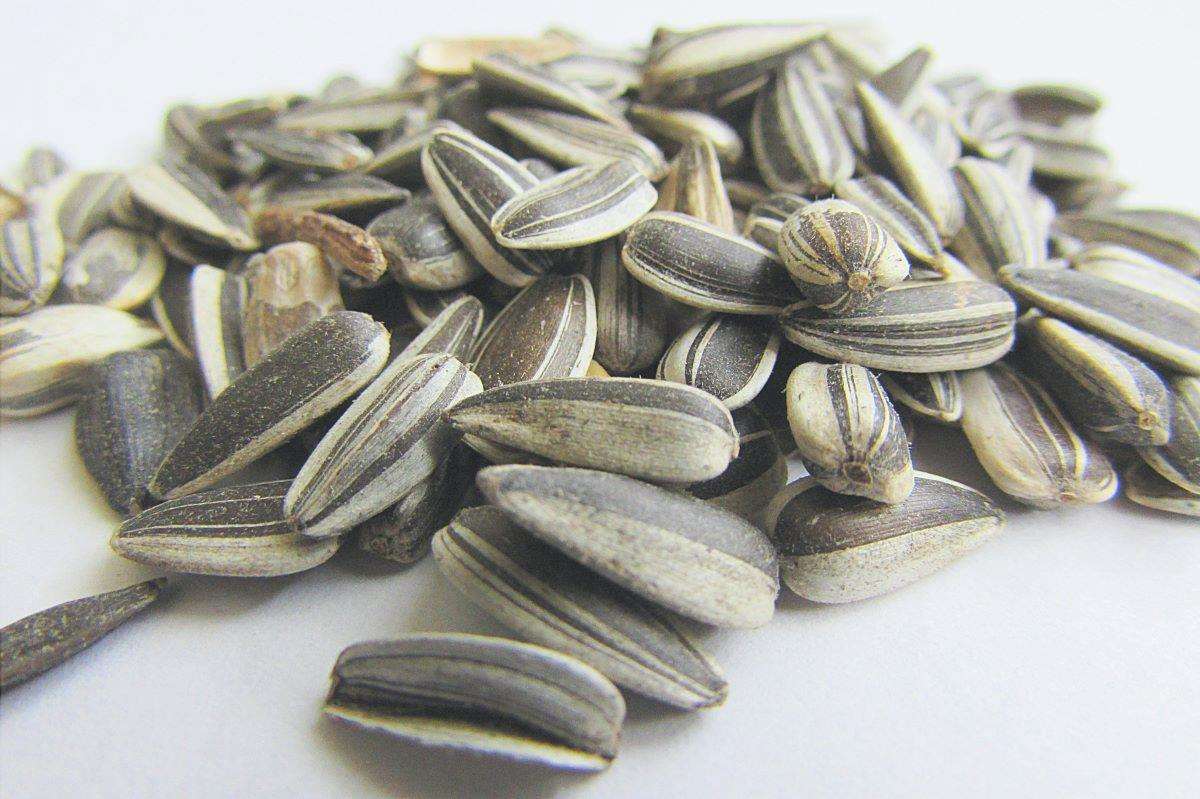 I semi di girasole sono semi di girasole.