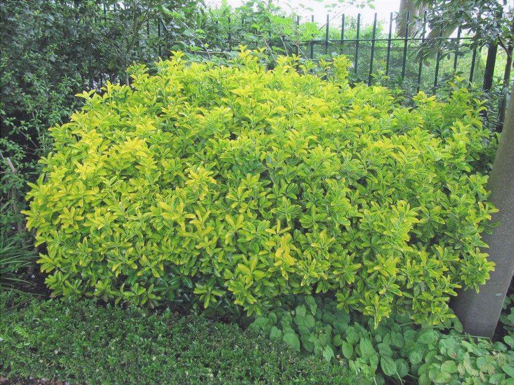 La pianta di euonymus è ampiamente utilizzata come siepe bassa.