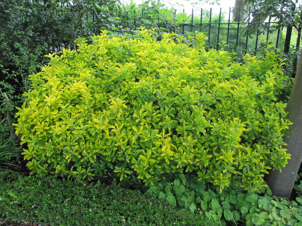 Scheda completa dell'euonimo, una delle piante più popolari