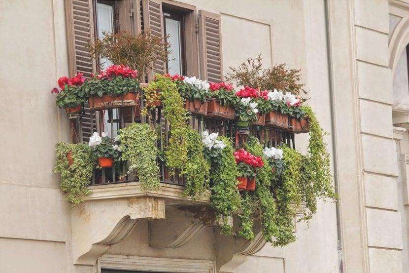 Varie piante su un balcone