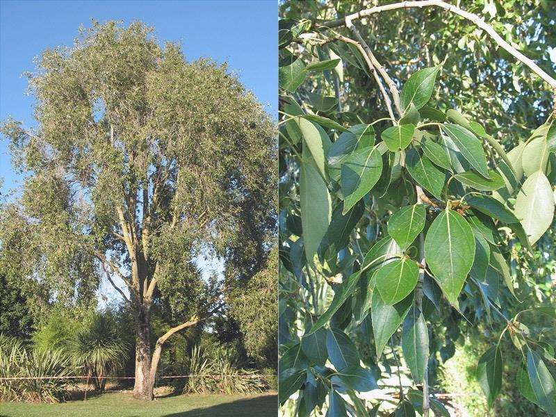 Populus simonii è un albero deciduo.