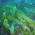 por que las algas no son plantas por su biologia 1