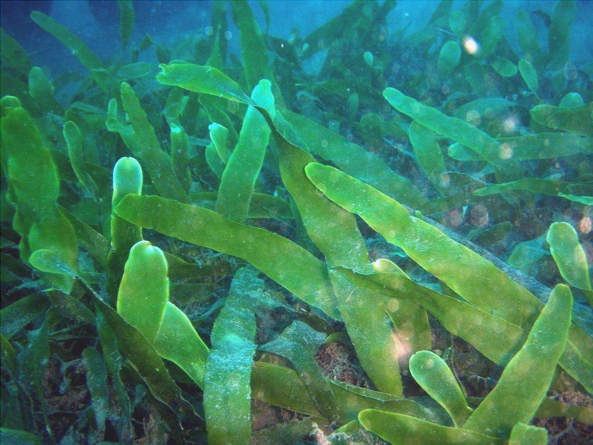 perché le alghe non sono piante dalla loro biologia