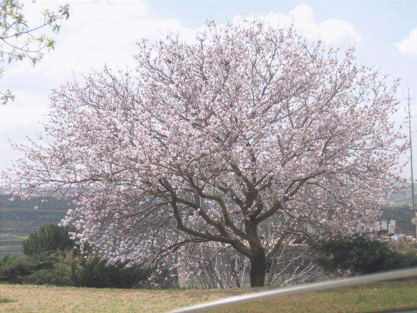 Esemplare di Prunus dulcis o mandorlo
