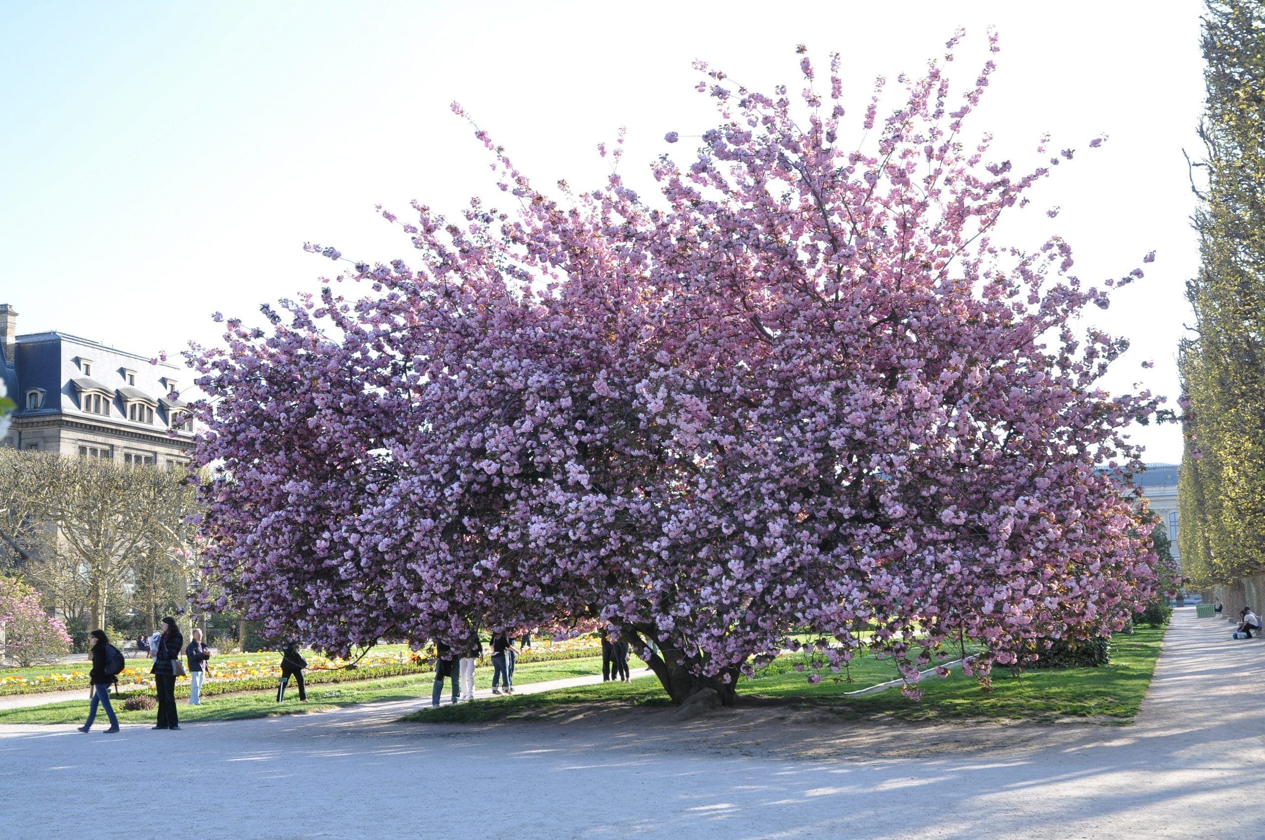 Cura del Prunus serrulata 'Kanzan', il ciliegio giapponese più popolare