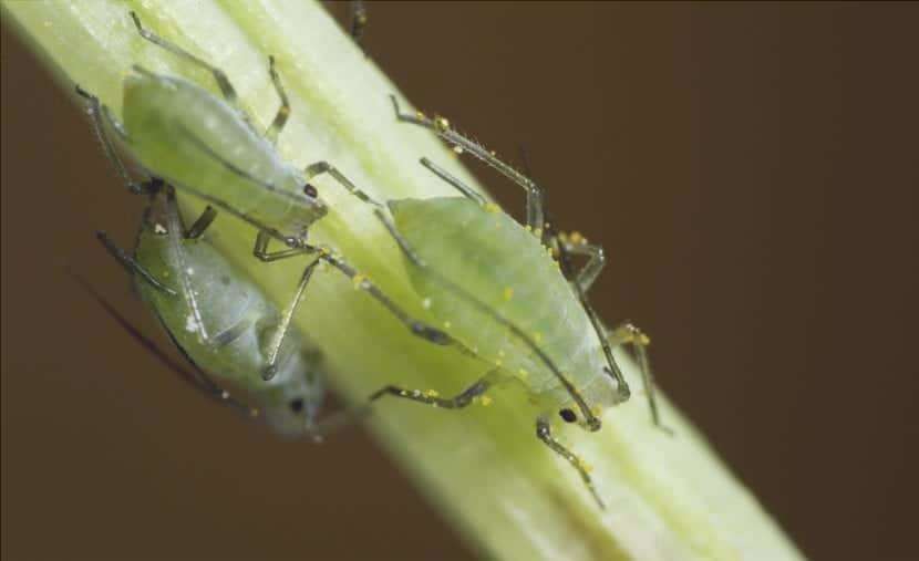 Gli afidi verdi, alcuni dei parassiti che possono avere l'edera