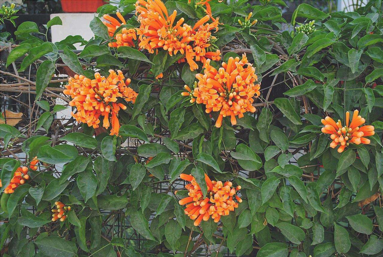 Pyrostegia venusta è una pianta con fiori arancioni.