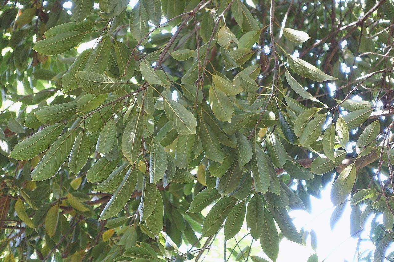 Vista delle foglie di Quercus acuta