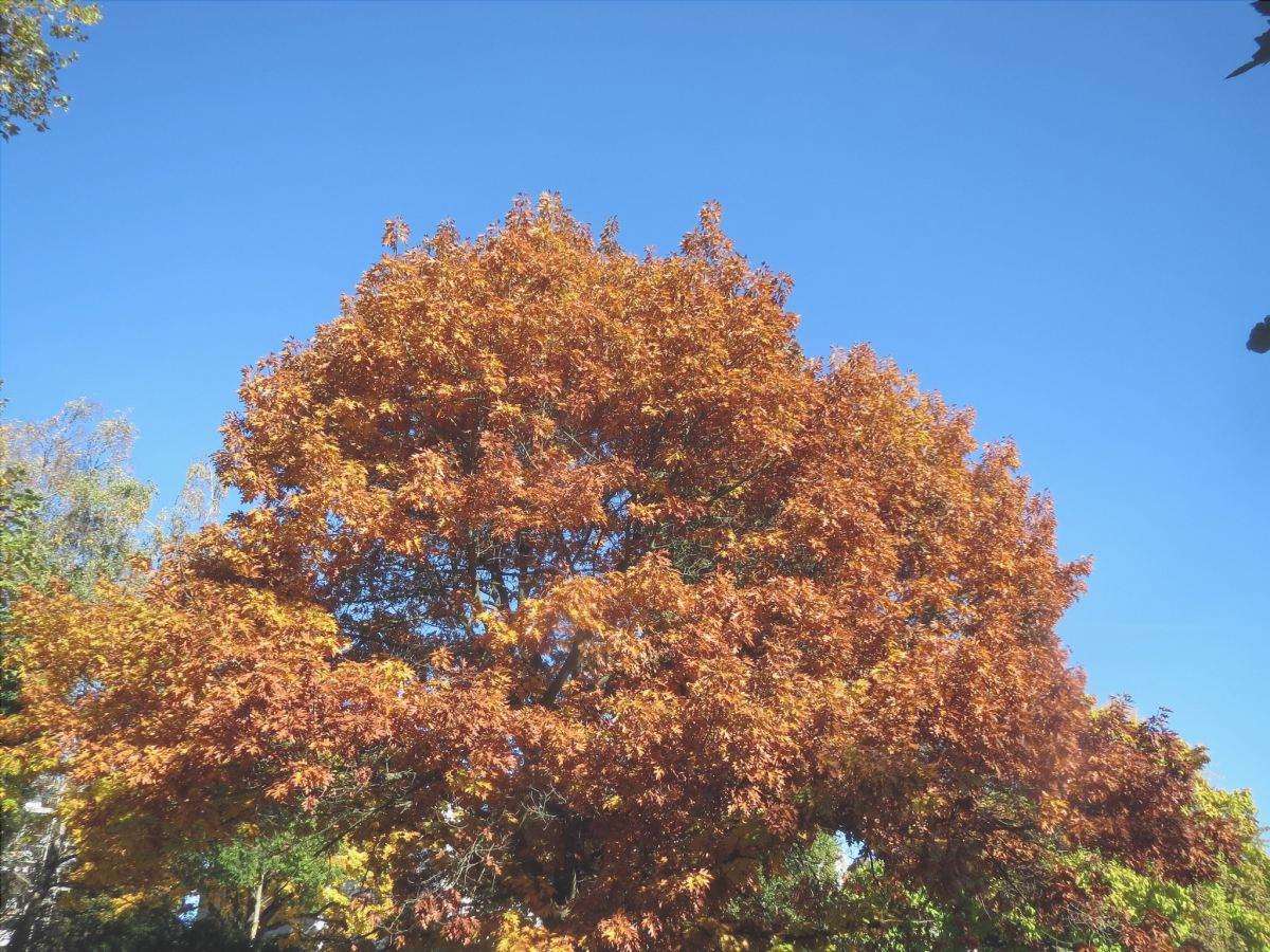 Vista di Quercus rubra in autunno