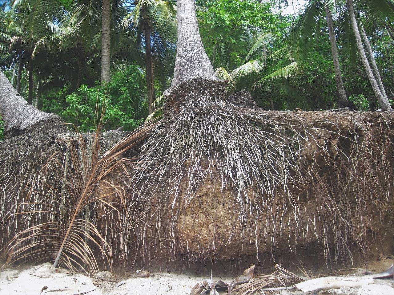 Le radici delle palme sono pericolose?