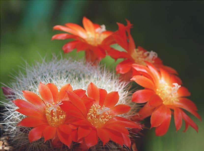 Caratteristiche dei cactus e dei loro fiori