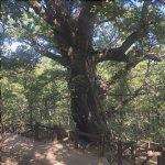 La quercia di Estalaya è un albero monumentale.