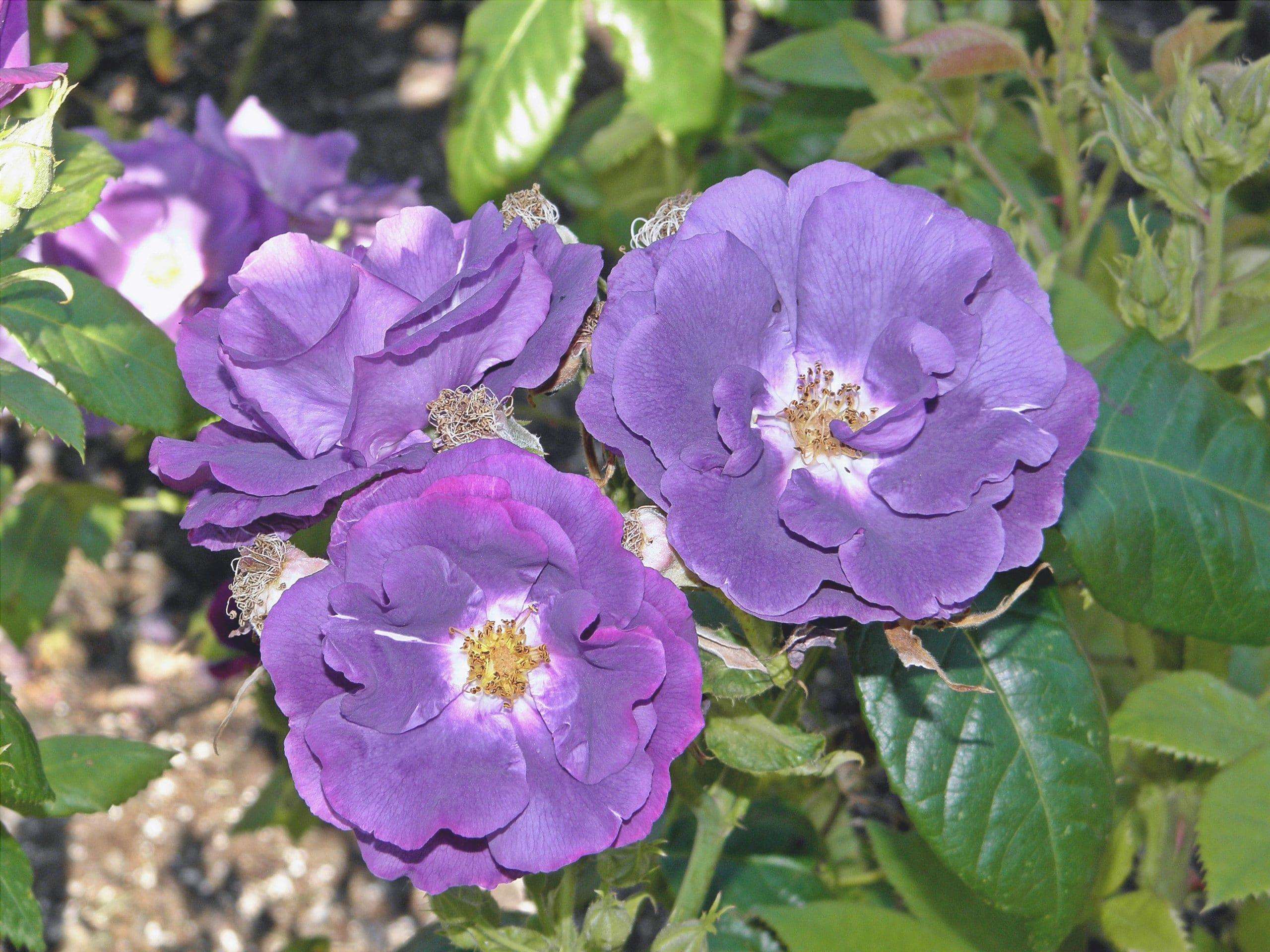 6 Piante Da Fiore Viola Che Sono Una Delizia Per Gli Occhi Lafalda it