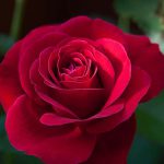 rosa roja 1