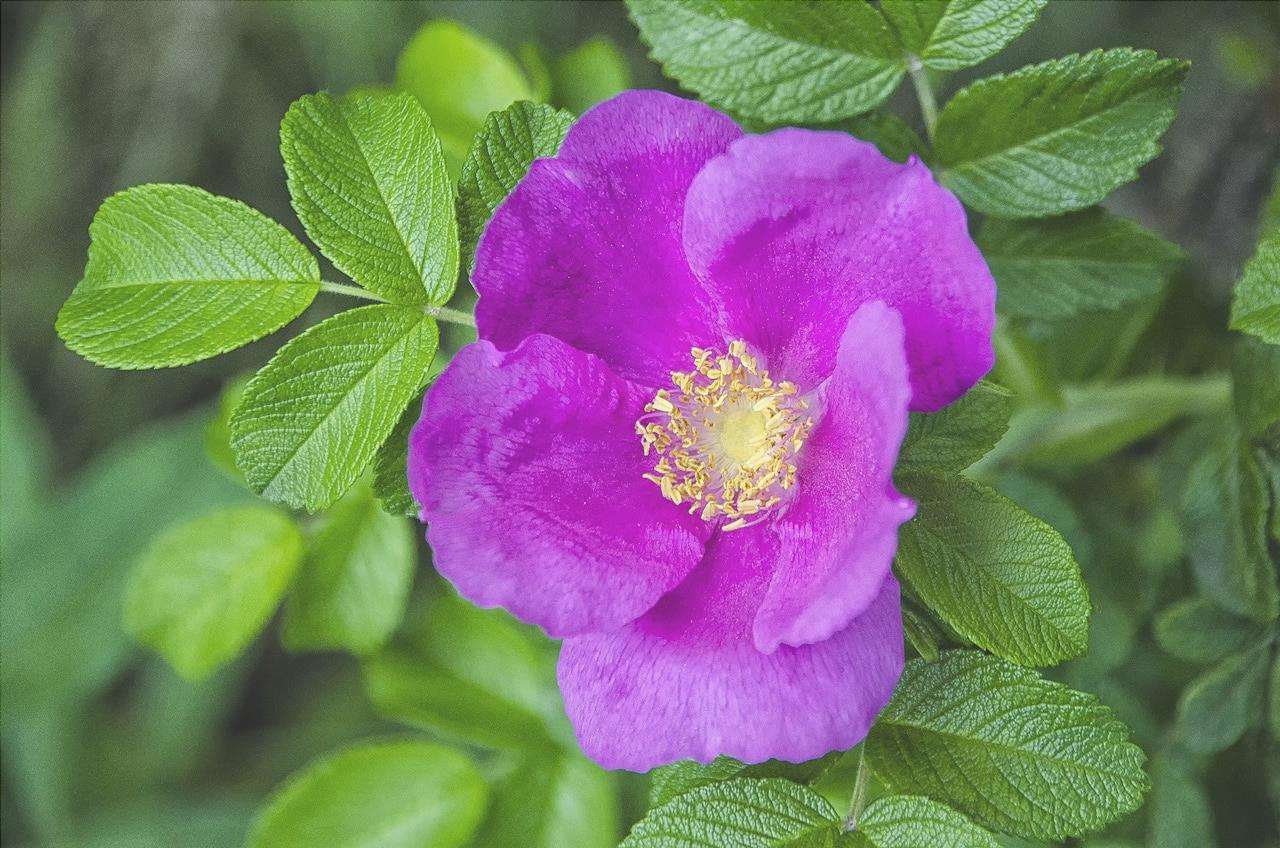La rosa rugosa è un arbusto da fiore