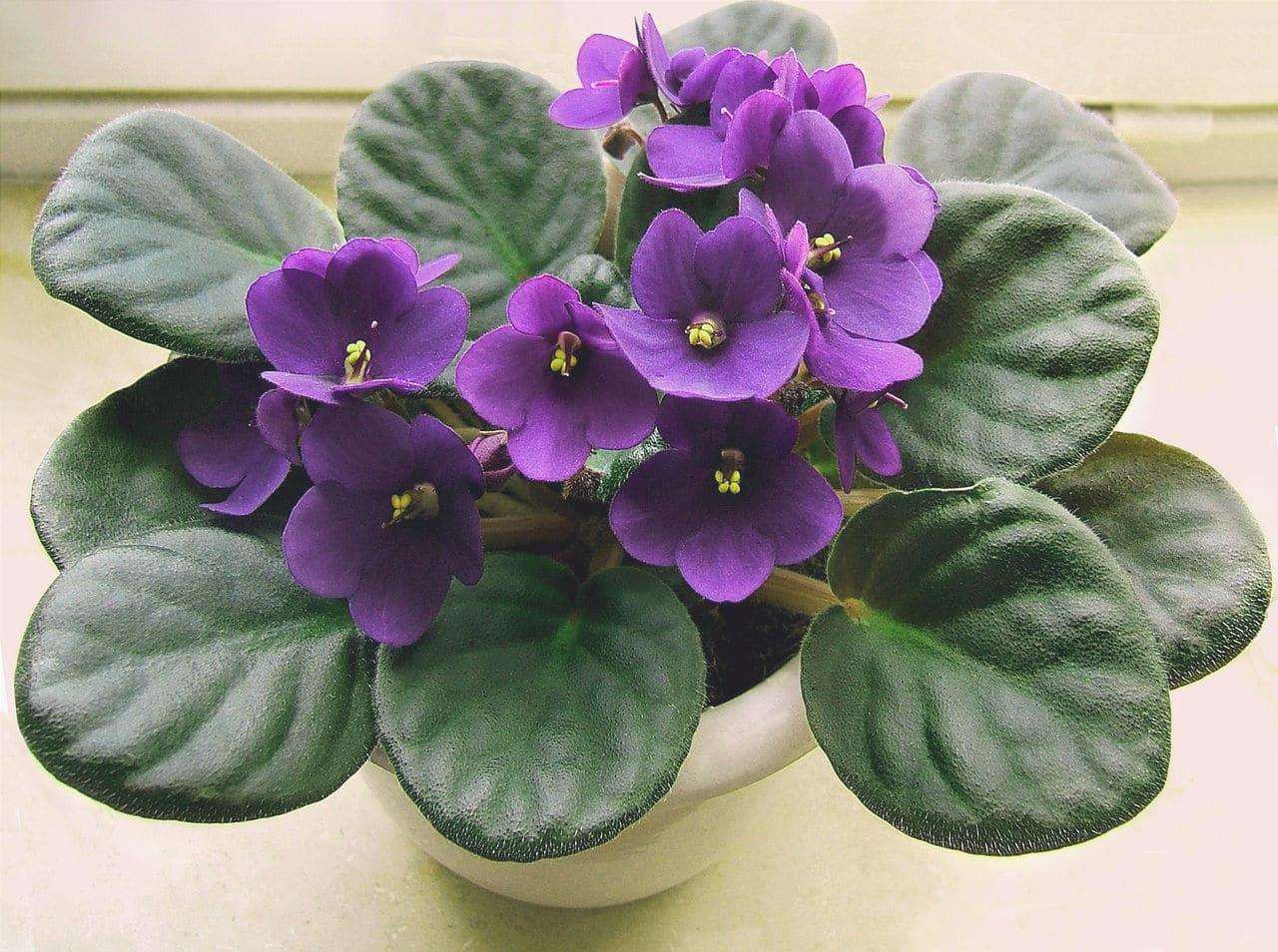 La violetta africana è una piccola pianta che produce bellissimi fiori.