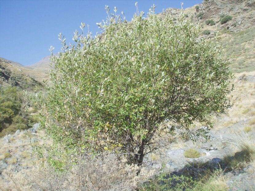 Vista di un albero della specie Salix atrocinerea