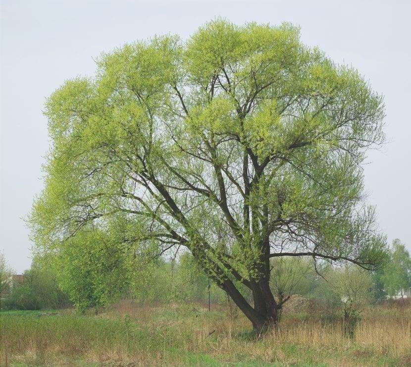 Vista di Salix fragilis