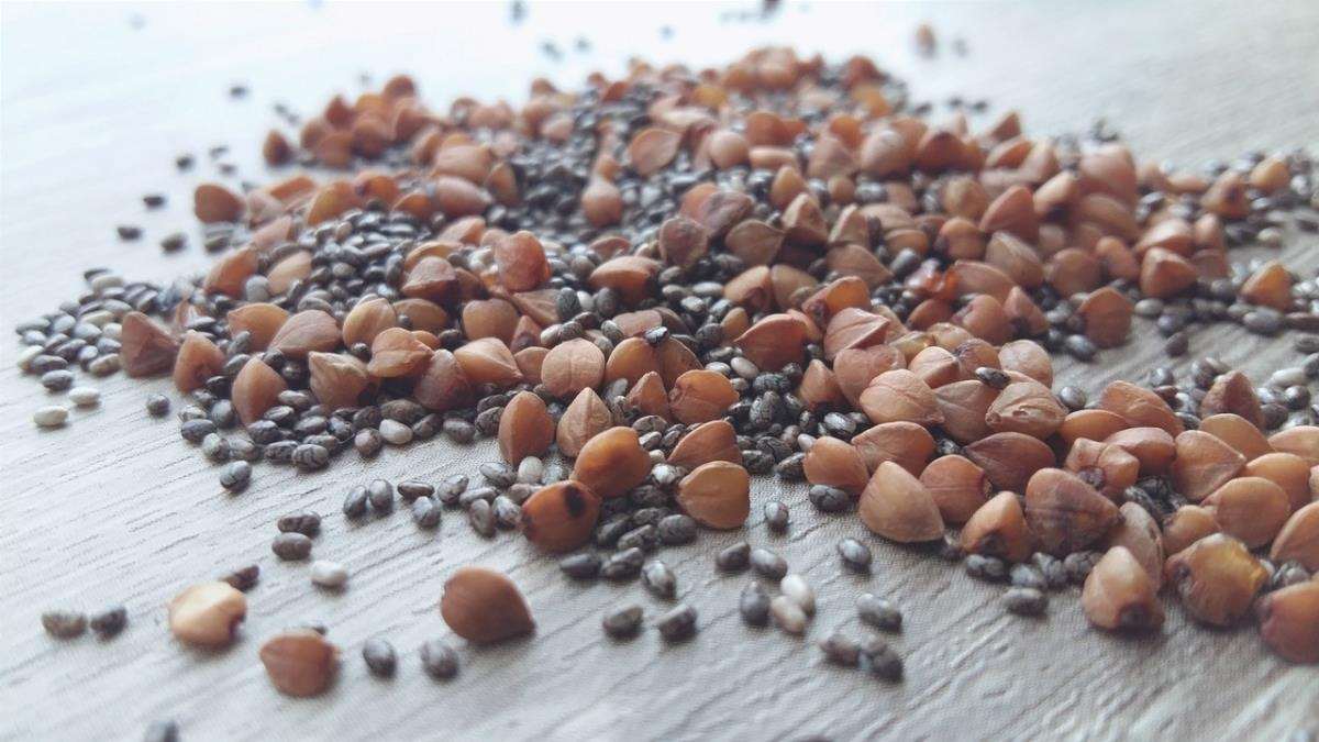 Gli 8 tipi di semi che esistono nel mondo