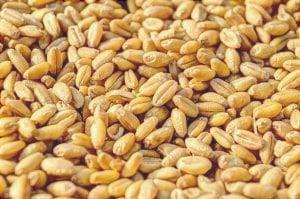 Il grano è una coltura resistente alla siccità