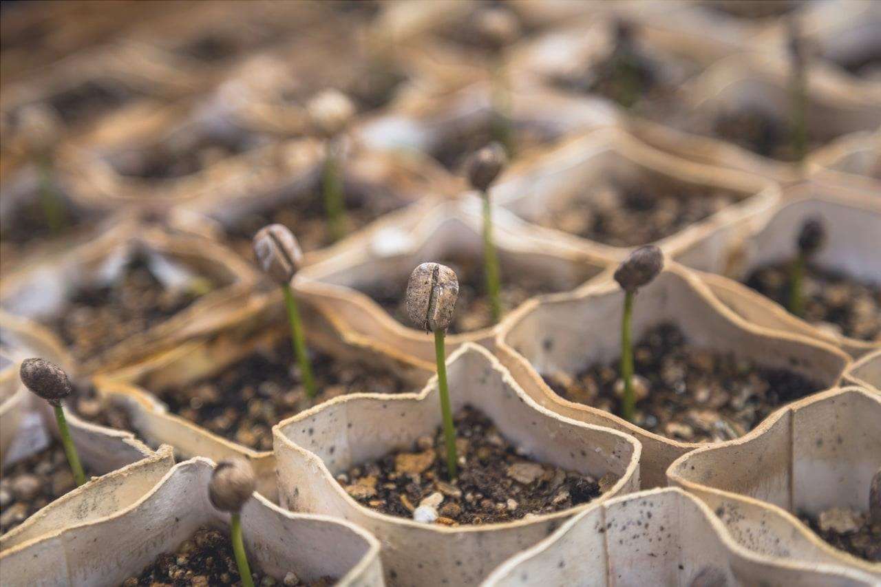 I semenzai permettono di coltivare molti tipi diversi di piante.