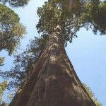 sequoya gigante