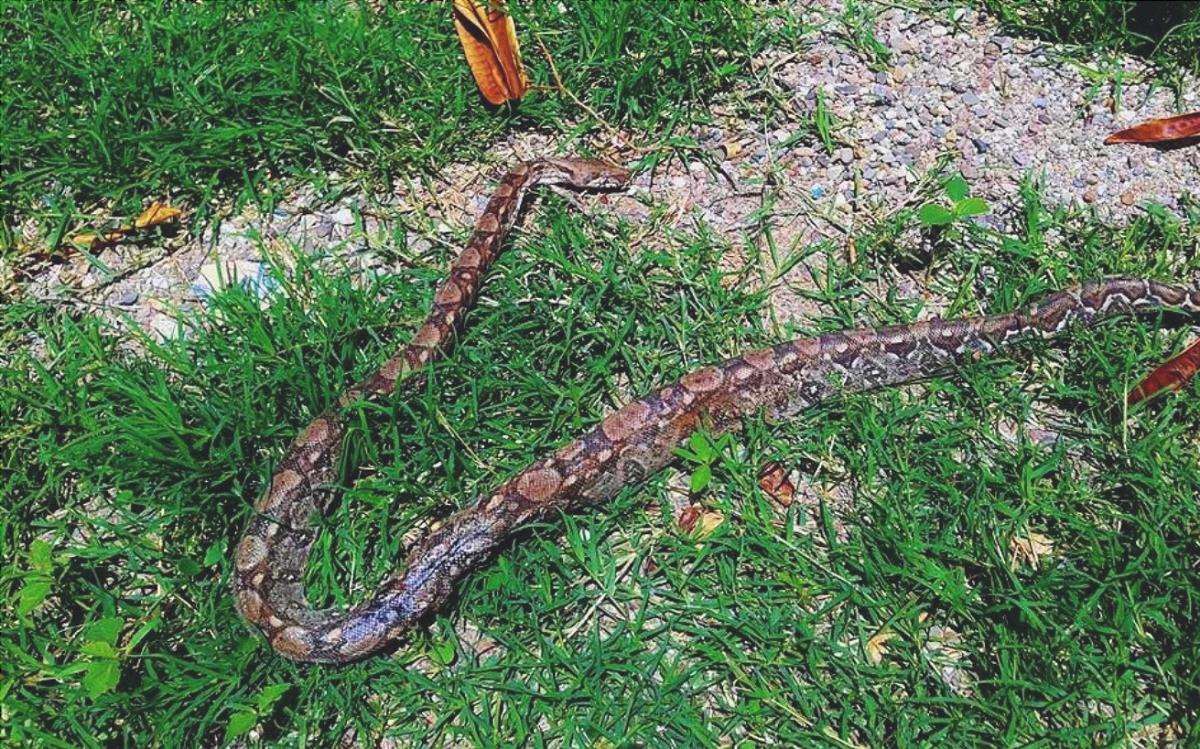 I serpenti sono rettili che possono vivere in giardino.