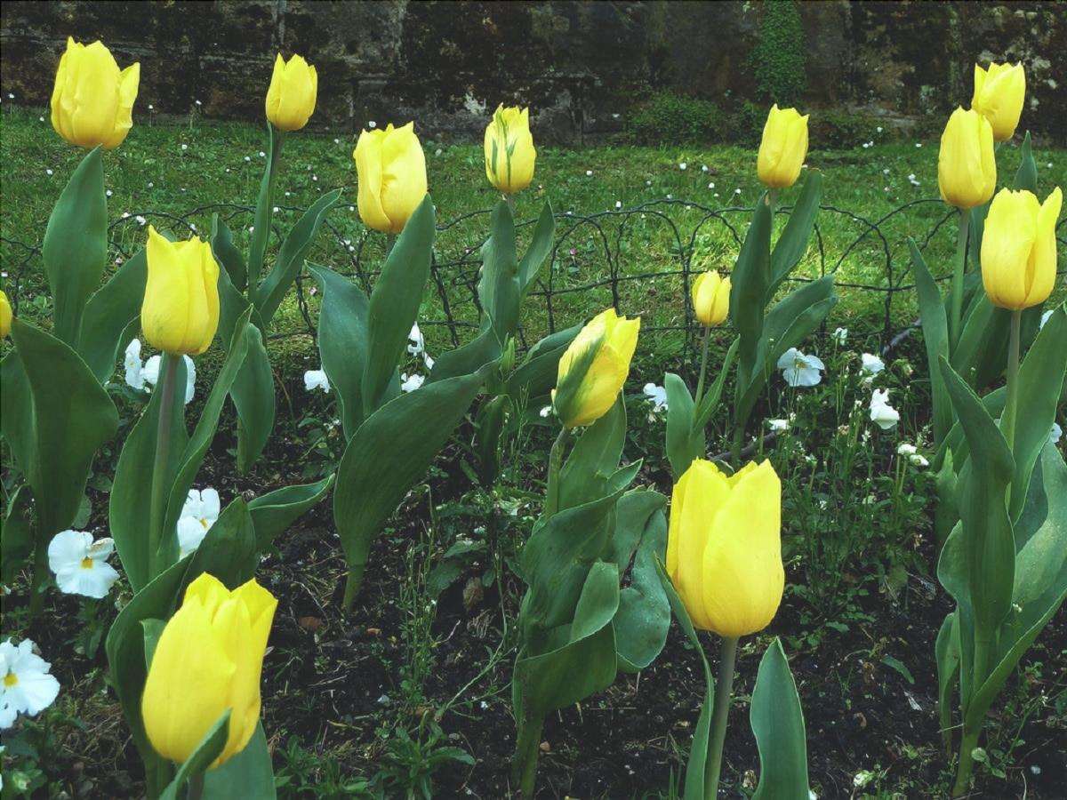 Il tulipano giallo è un fiore con significati positivi