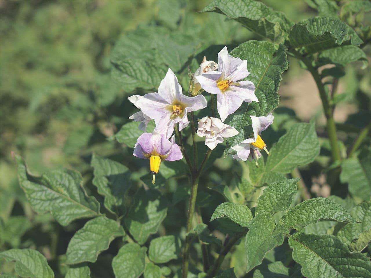 Solanum tuberosum è il nome scientifico della patata.