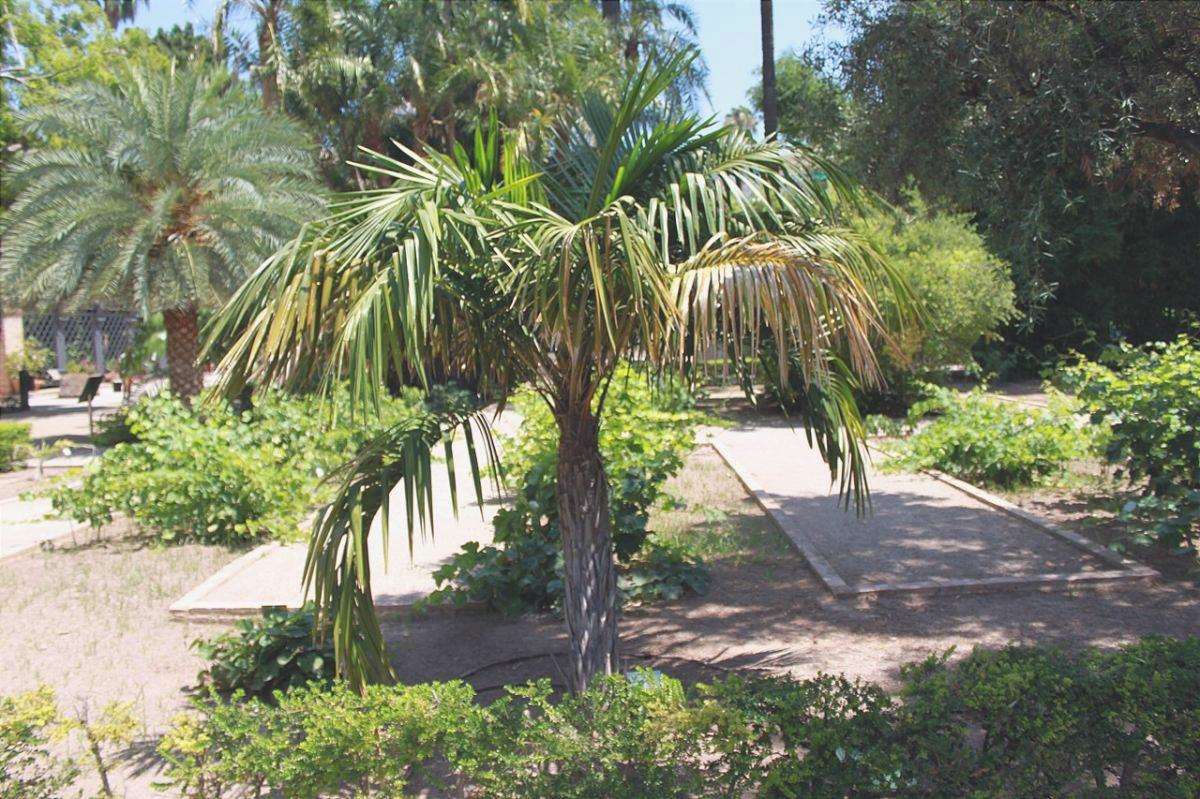Il Syagrus shizophylla è una piccola palma