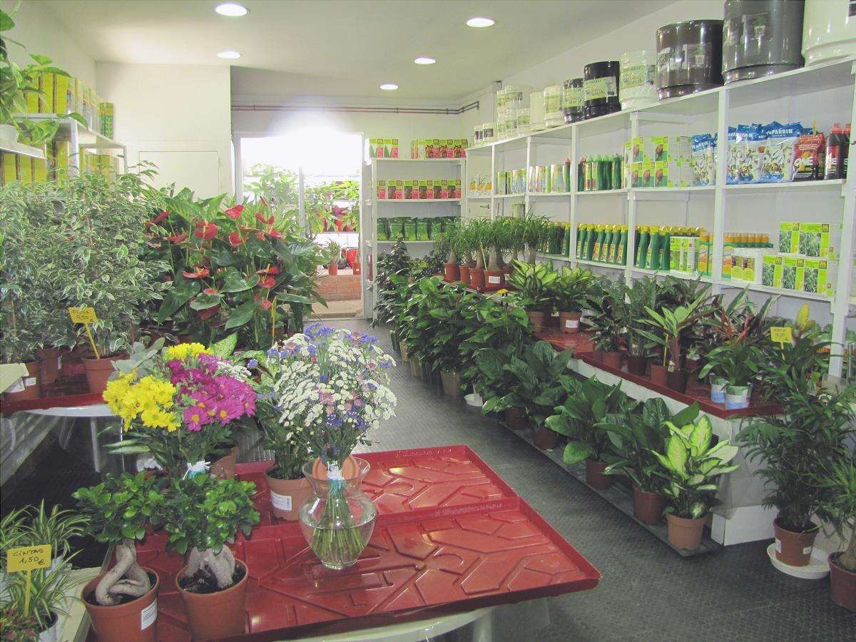 negozio di piante