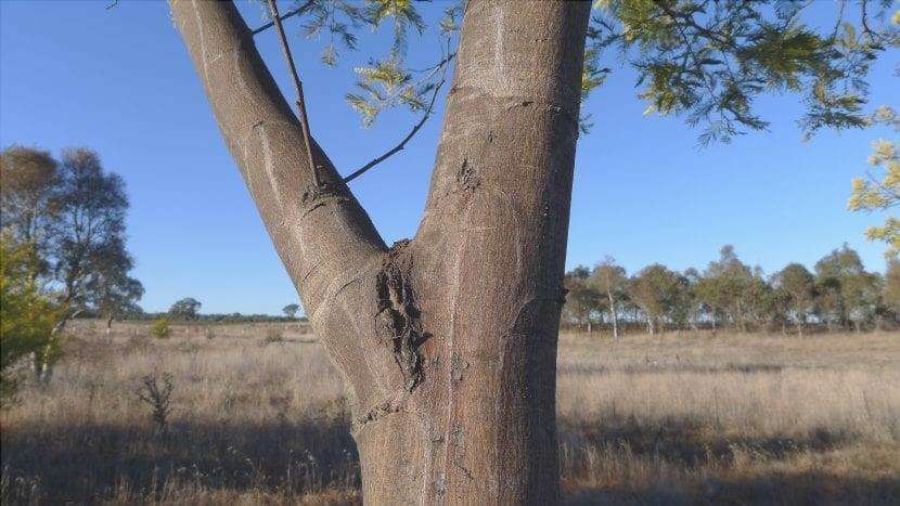 Vista del tronco di Acacia dealbata
