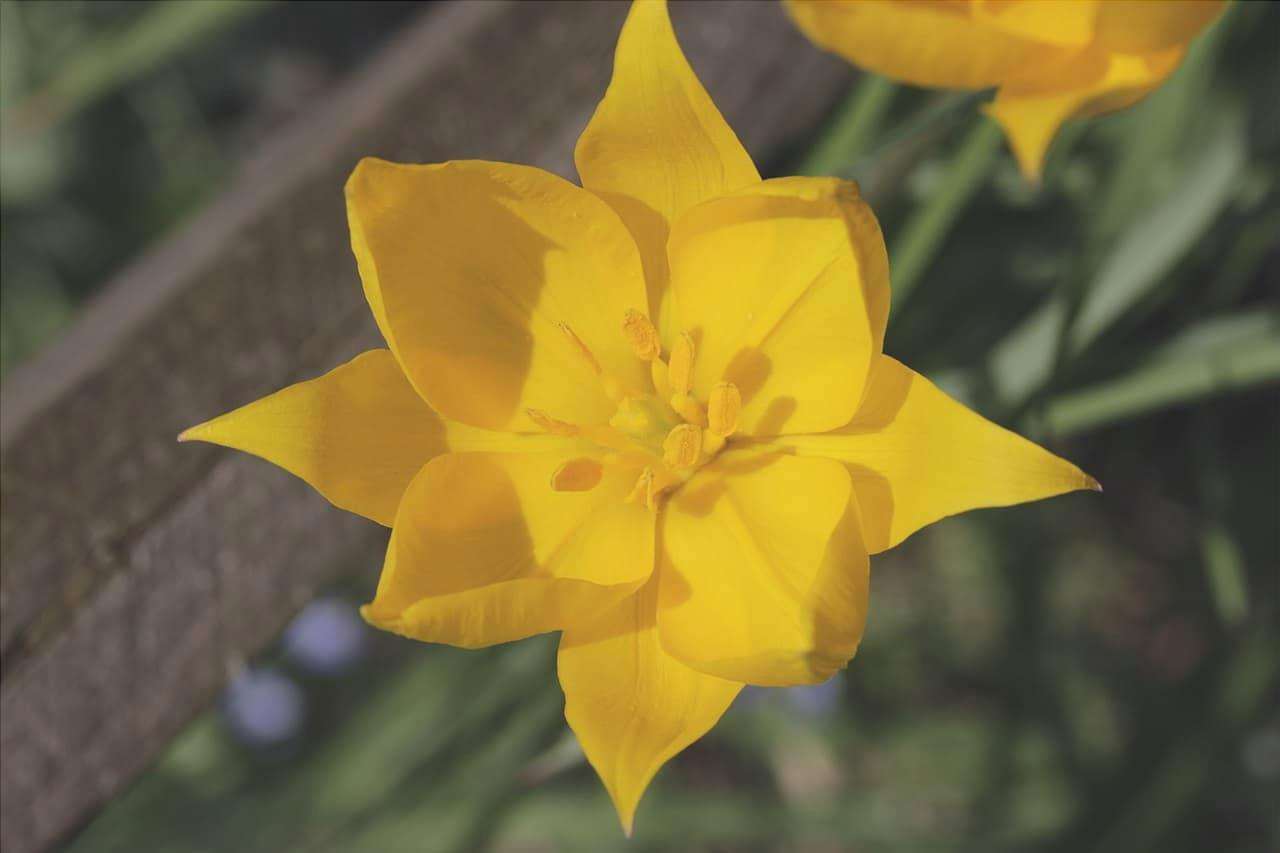Il tulipano selvatico è una pianta bulbosa.