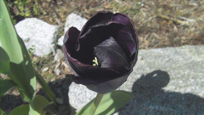 Tulipano nero