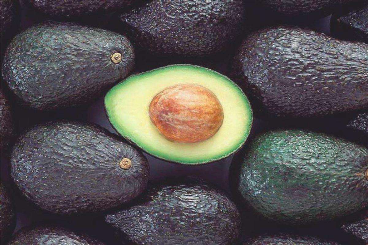 varietà di avocado hass