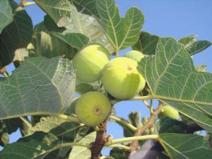 variedades de higueras