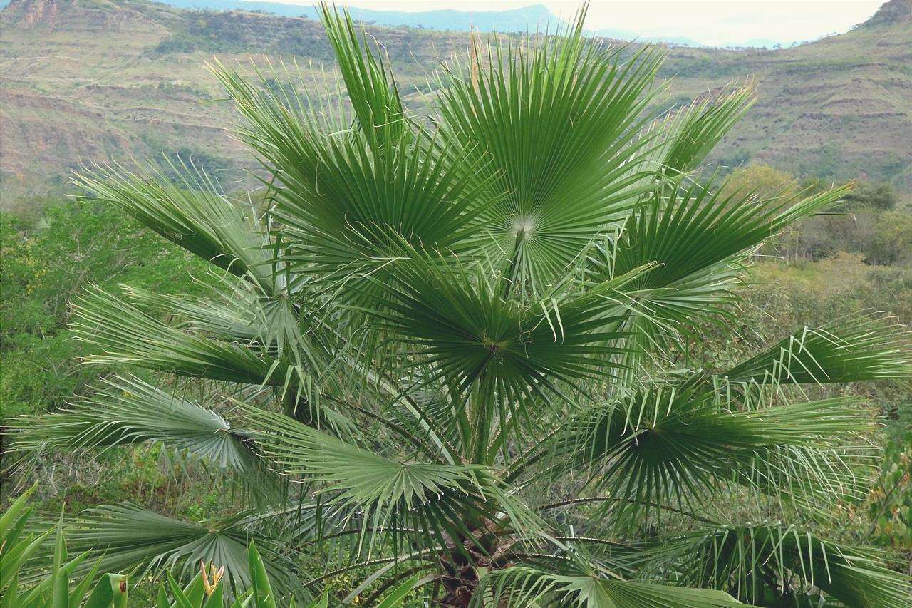 Le palme Washingtonia sono palme a germinazione rapida