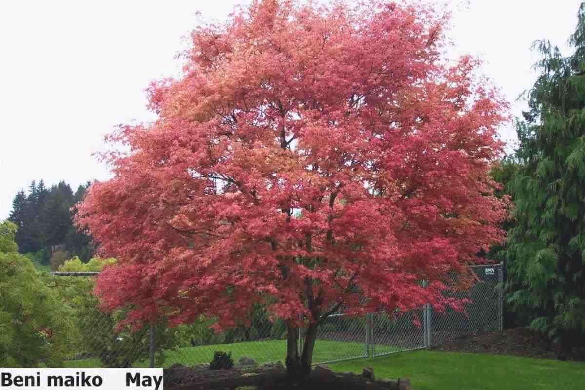 Acer palmatum Beni Maiko è un albero