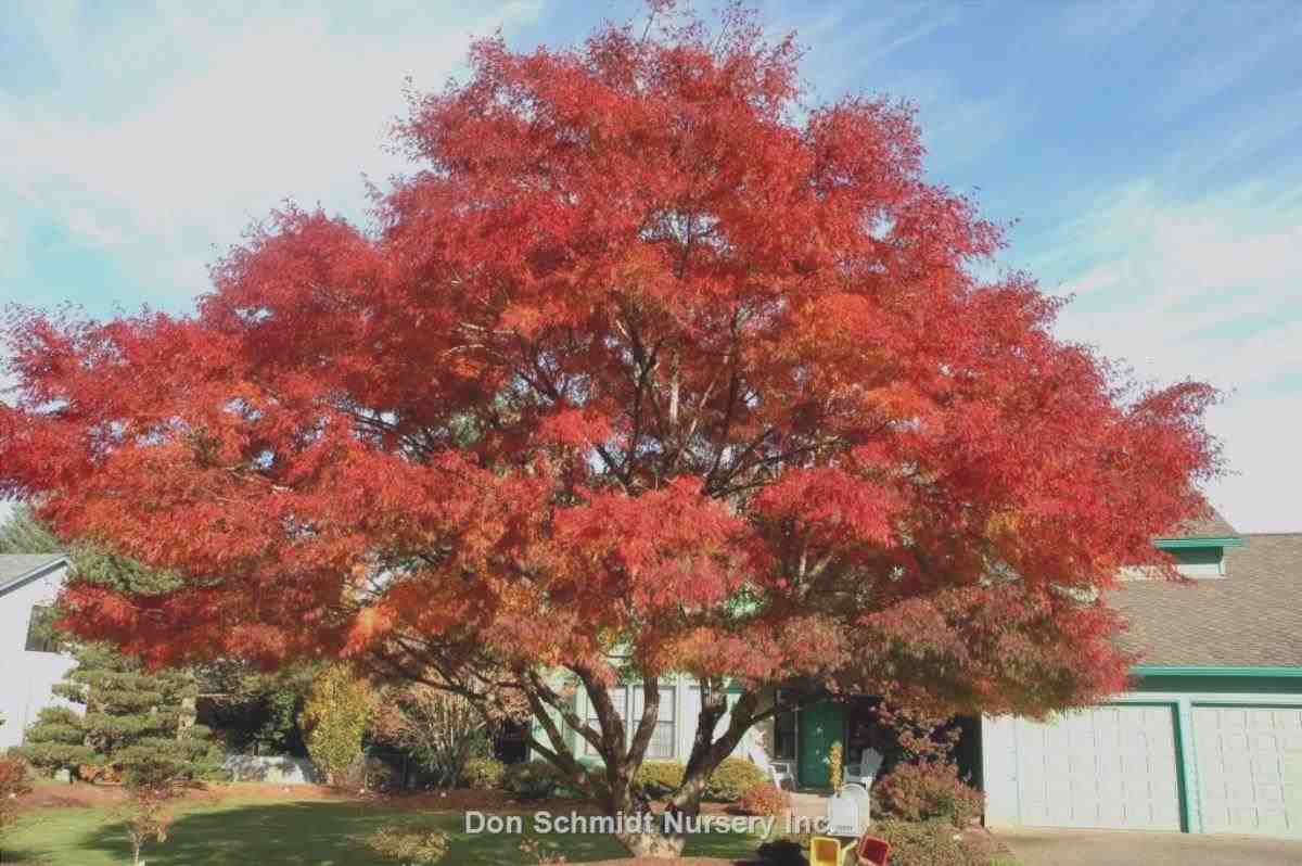 L'Acer palmatum Seiryu è un albero deciduo.