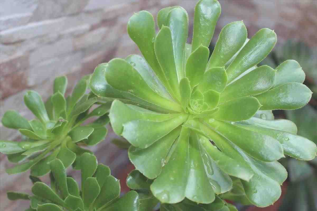 L'Aeonium è una pianta succulenta da sole.