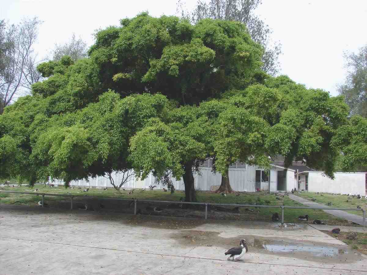 Il Ficus benjamina è un albero tropicale.